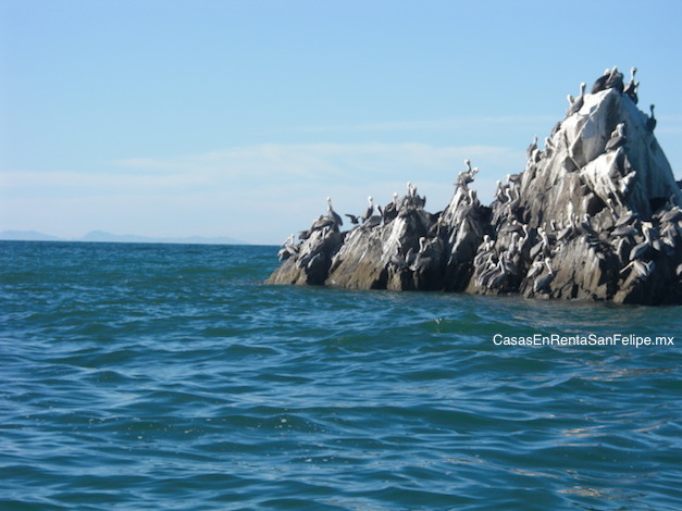 La Isla Consag: atracciÃ³n turÃ­stica de la costa de San Felipe Mexico