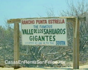 Una breve historia del CardÃ³n de San Felipe Baja Mexico