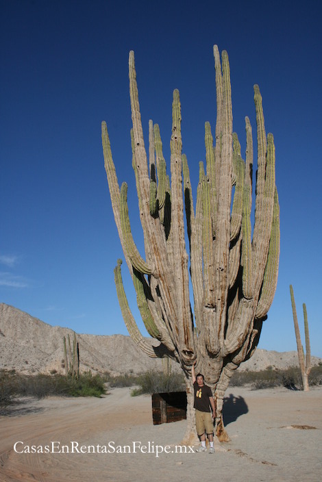 Valle De Los Sahuaros Gigantes (Rancho Punta Estrella)