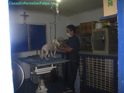 San felipe Pets Veterinaria tienda - limpieza perro