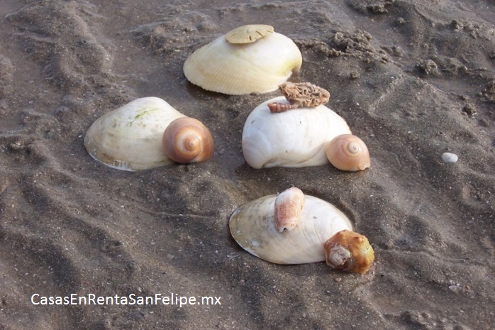 DÃ­a de diversiÃ³n en la playa concha (Shell Beach), san felipe